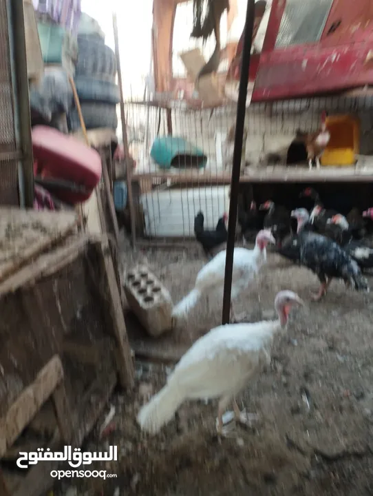طيور متنوعه نضيفه كتير ترباية بيت مو قصص تجار