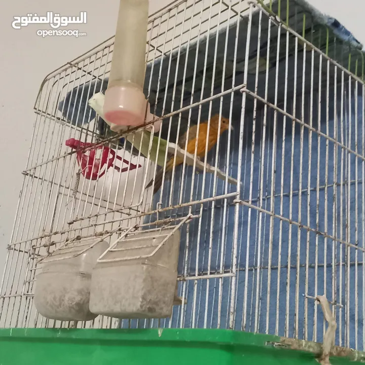 طيور كنار سحاب