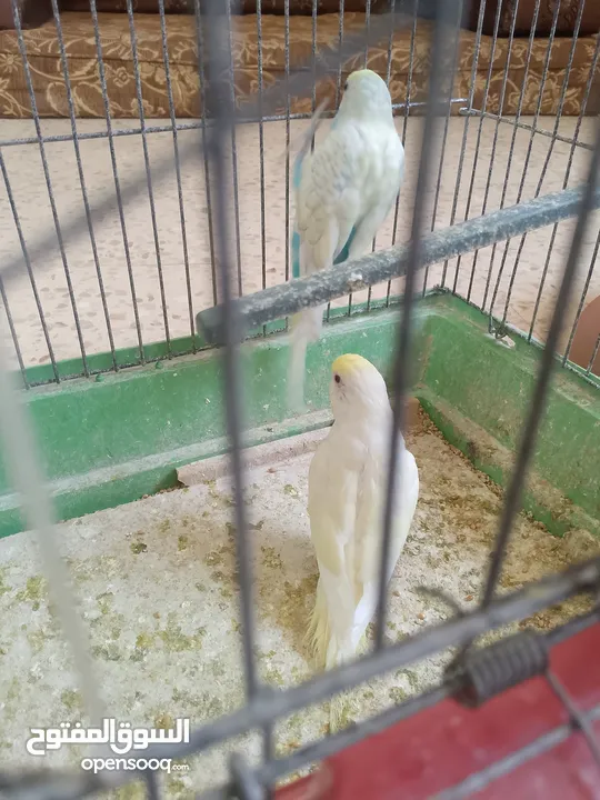 طيور حب مشكلات
