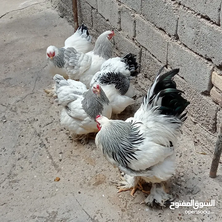 سيت دجاج براهما نظيف و صحة فول خط اول كامل المواصفات و الدجاجات بياضات