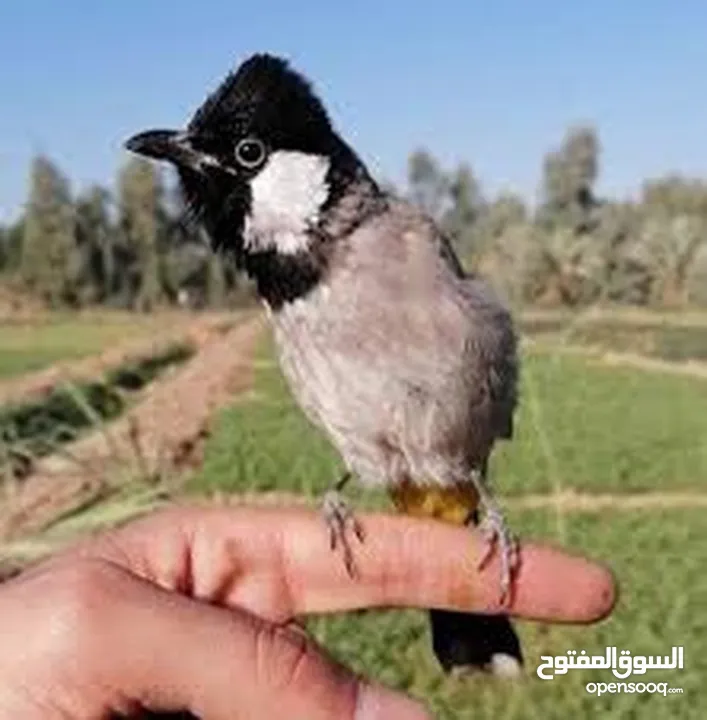بلبل عراقي بوجنتين