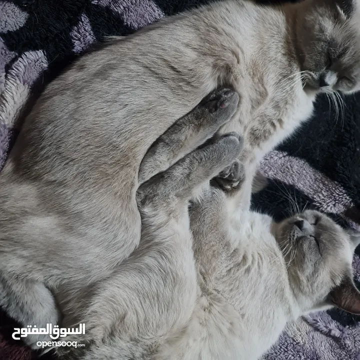 قطط هملايا
