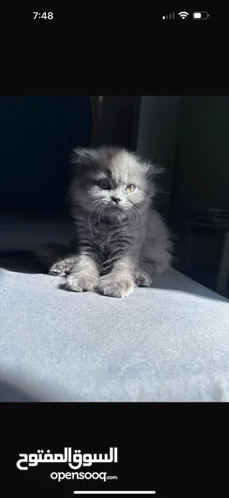 Female Scottish fold kitten