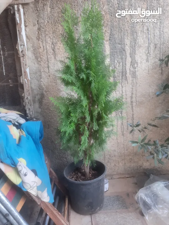 اشجار زينه ومثمر