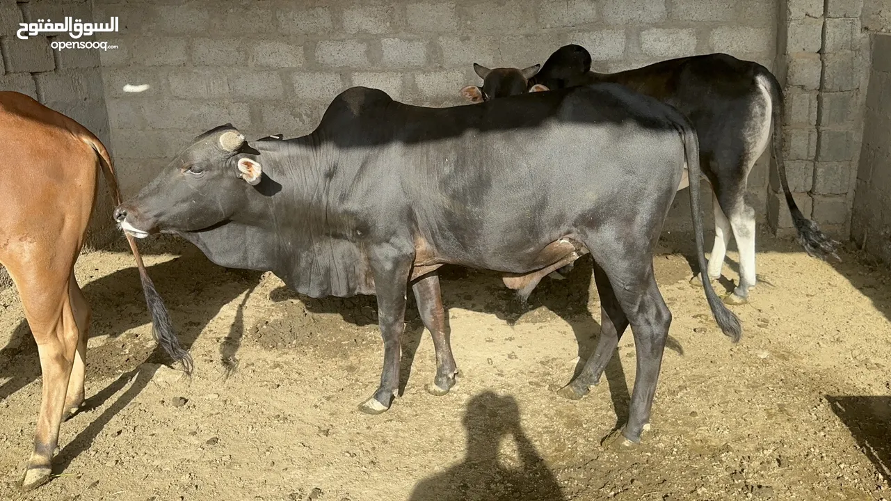 للبيع ثيران اثوبية مطعومه طعام طيب كاملة او بالسهم