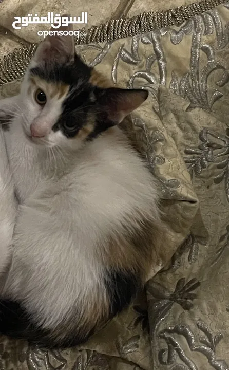 Five Egyptian Mau kittens for adoption