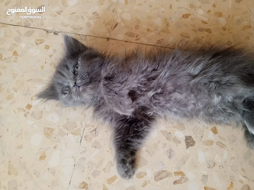 2 ذكر 2 اناث