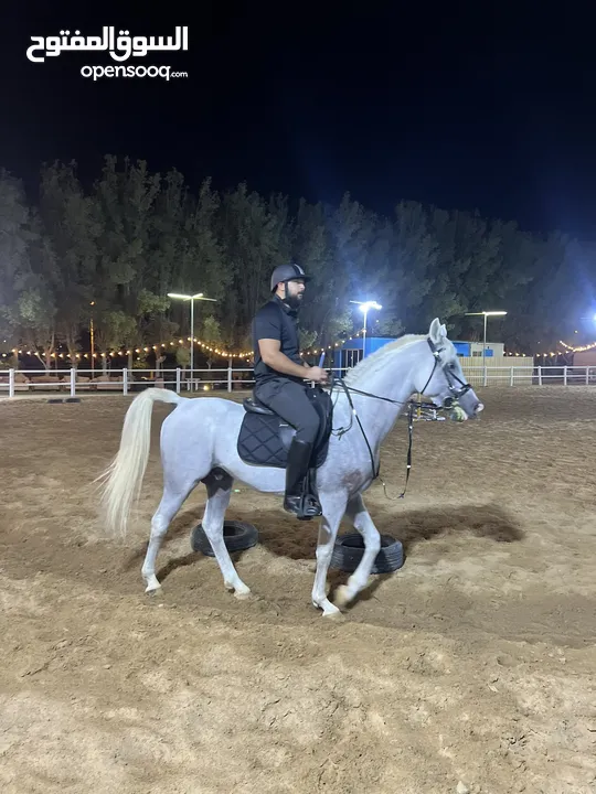 Arabian Stallion for Sale