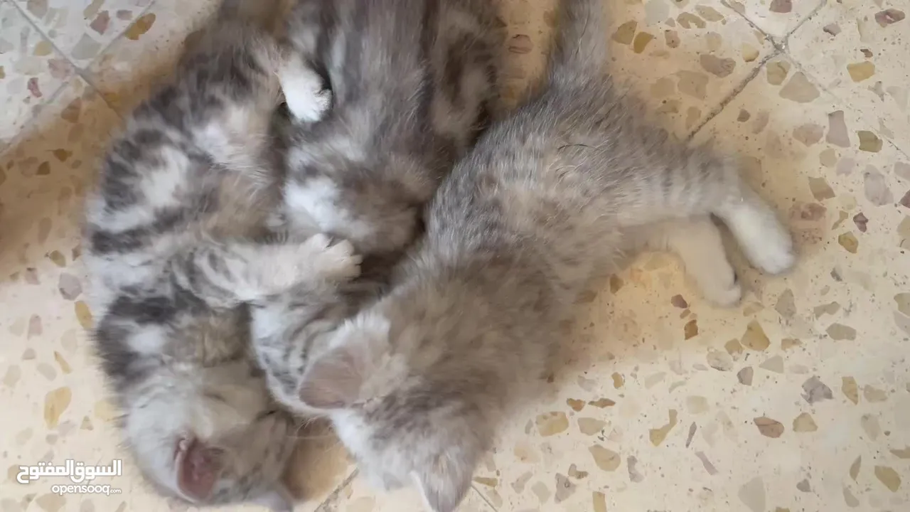 بريتش سلفر بيوووور