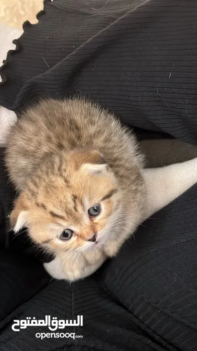 Scottish Fold Cats