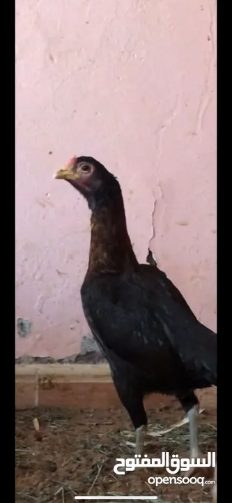 دجاج باكستانيات