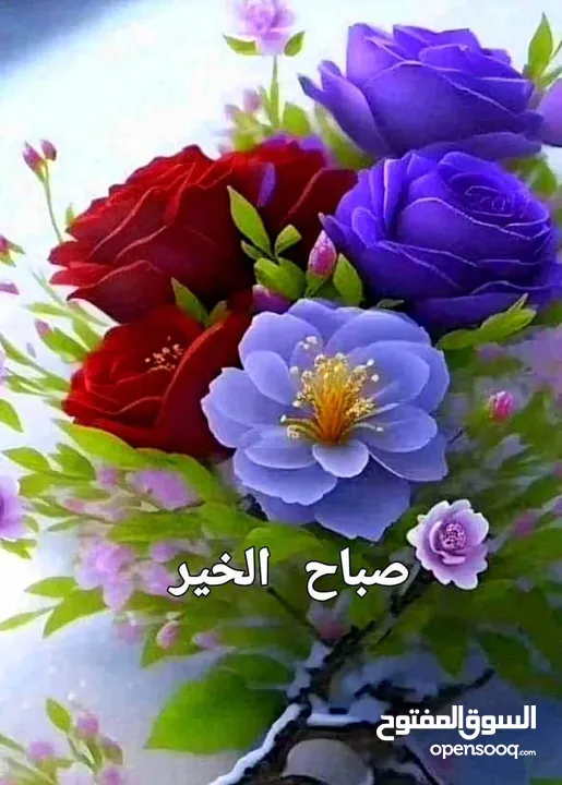 شقه للايجار