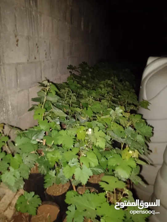 "دوالي عنب بدينار – شتلات جاهزة للزراعة
