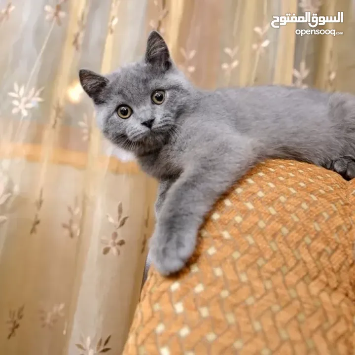قط روسي ازرق