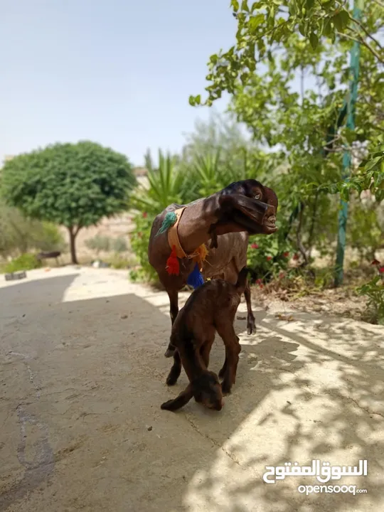 عنزه شاميه معها صخله شاميه نخب اول