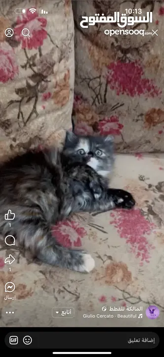 قططط للبيع
