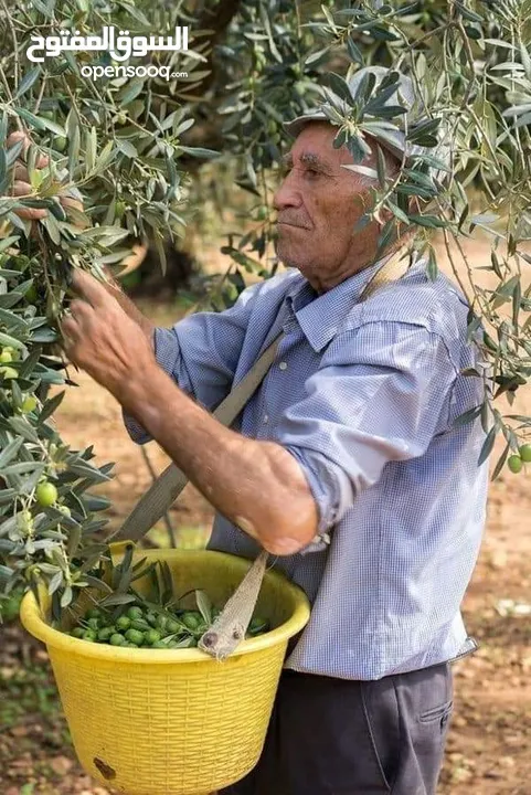 زيت بجوده مكفول