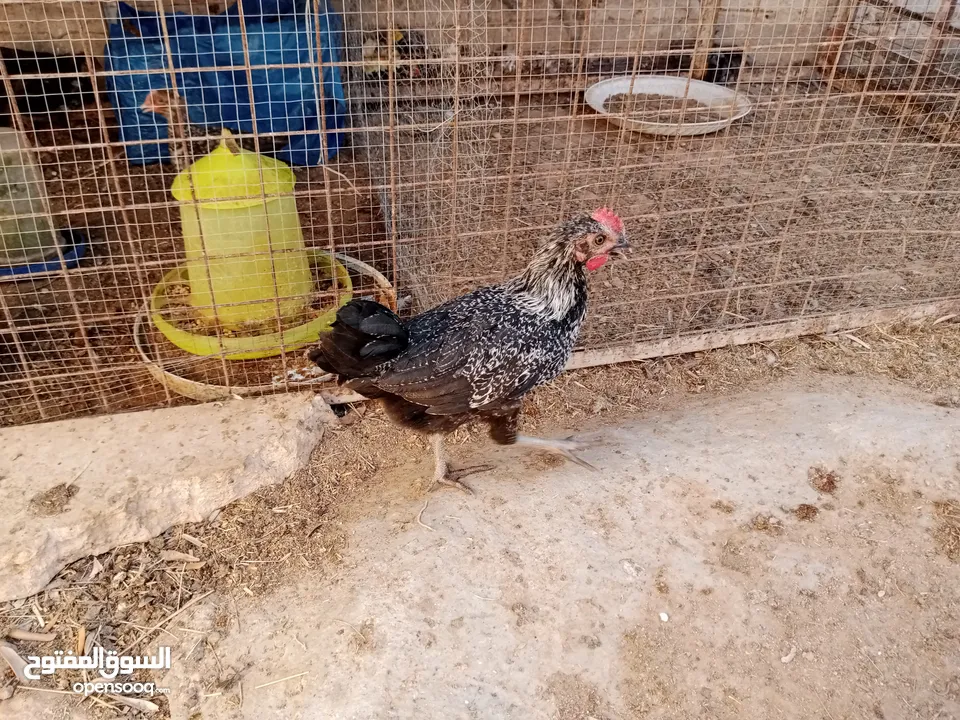 أرانب بلدي و فرنسي للبيع  ديوك بلدي للبيع