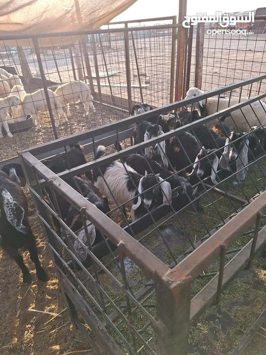 للبيع طليان ورخال حرية وتيوس وجفار عواض للمناسبات
