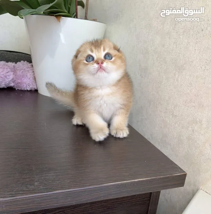 للبيع سكوتش فولد وستريت قولد شورت هير