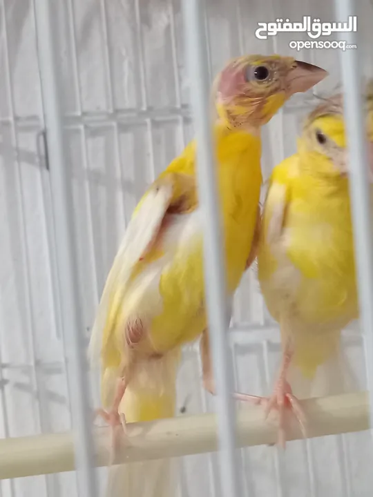 أربع حبات بناديك جنوبي عمر ثلاث شهور للتواصل زرقاء جبل طارق