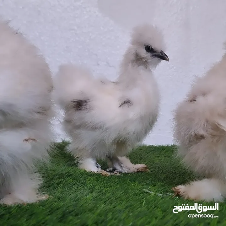 صيصان سلكي مستوى عال من الجمال مناسبة للأطفال silkie chicks from beautiful crested bearded hens