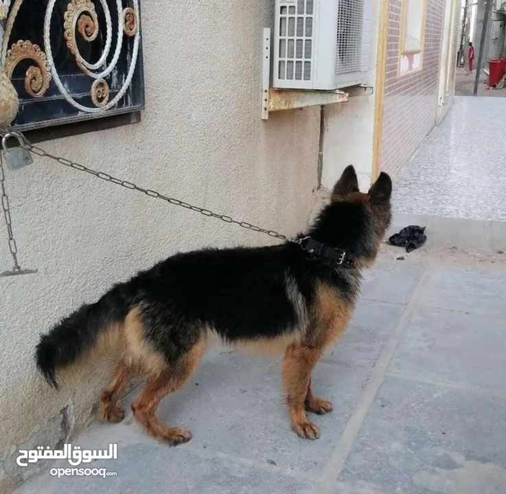 جيرمن مدرب وجيدفي الطاعه متدرب على الالافه