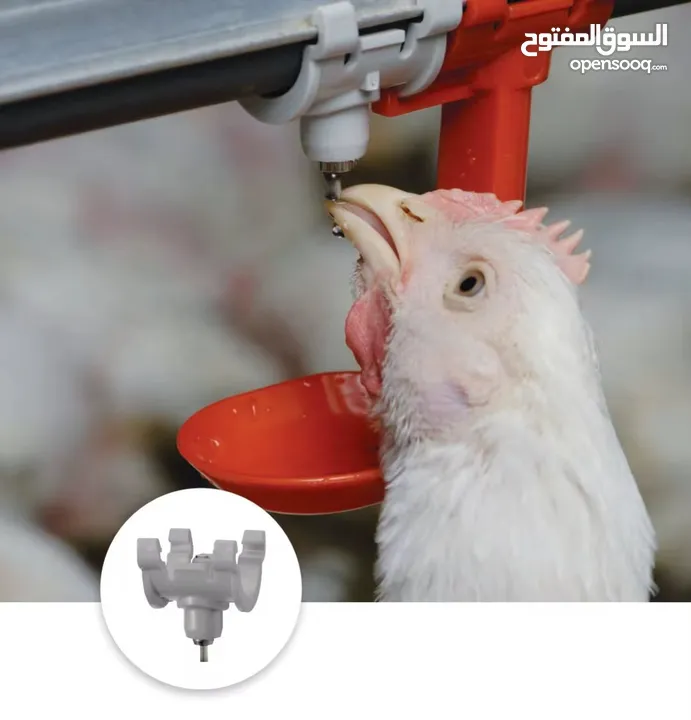 إنشاء وتجهيز مزارع الدواجن بنظام الحديثه