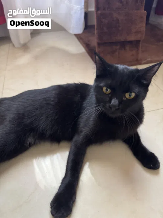 2 Female Cats for Adoption (8 Months)