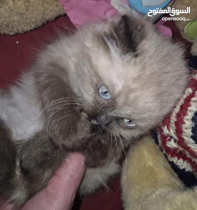قطط ذكور عمر 3 اشهر واحد همالايا شوكليت بلو بوينت وواحد بريتش ريد عيون خضراء والاتنين شعر طويل ناعم