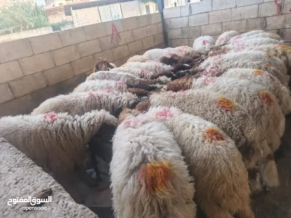 نبدأ بصلاة عل رسول الله - عرووووض  -عرووووض عروووض-  بمناسبة عيد الاضحى المبارك