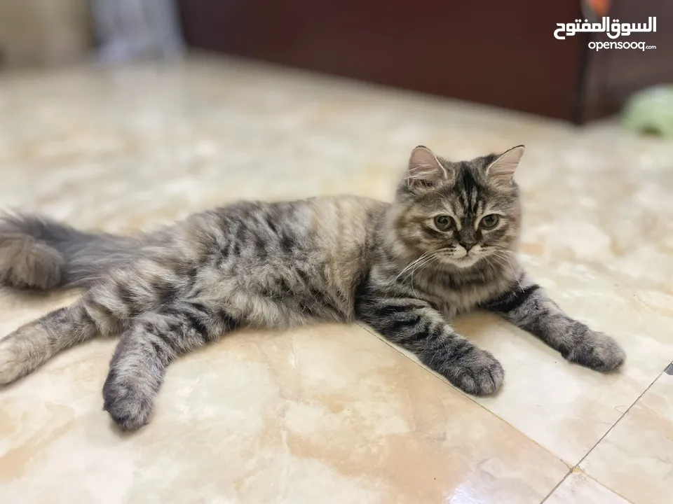 Female Persian cat available