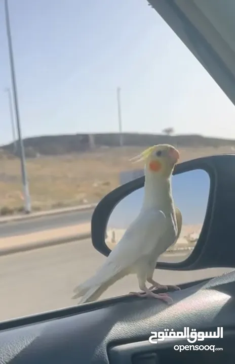 ذكر كوكتيل