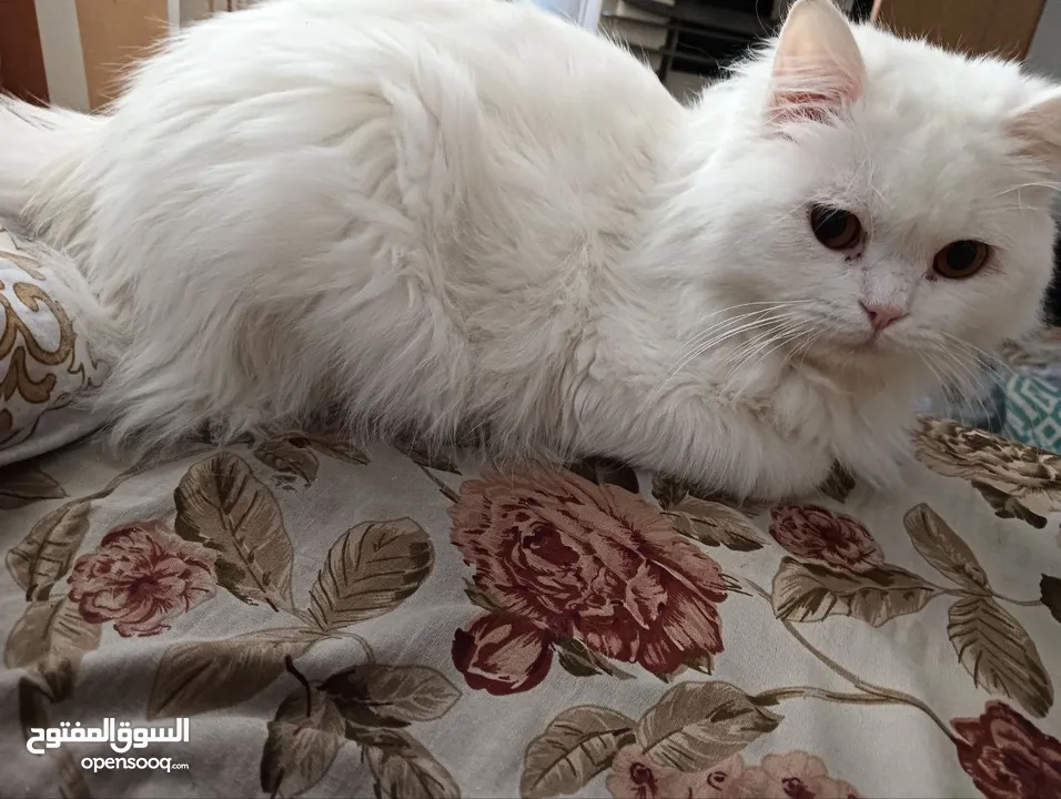 ذكر معقم عمره سنه و شهرين معاه جميع اغراضه