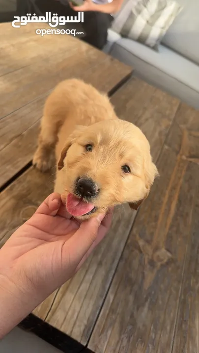 puppy Golden Retriever جرو جولدن رتريفر