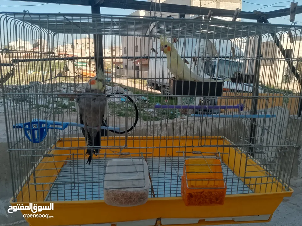 بيع ببغاء كوكتيل مع القفص ذاكر و انثه 50دينا قبل التفاوض+موجود بلايستيشن 3 معدله