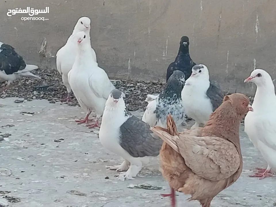 حمام فرنسي للبيع الفرنسي و اللاهور  بايع كوم كامل للاستفسار عنهم