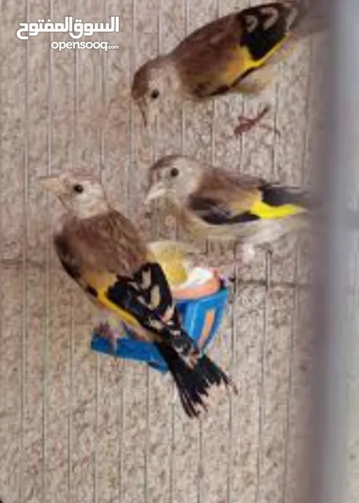 مطلوب فراخ حسون بلدي
