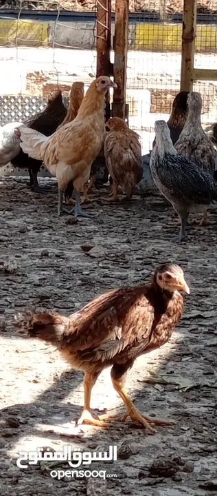 صوص بلدي للبيع