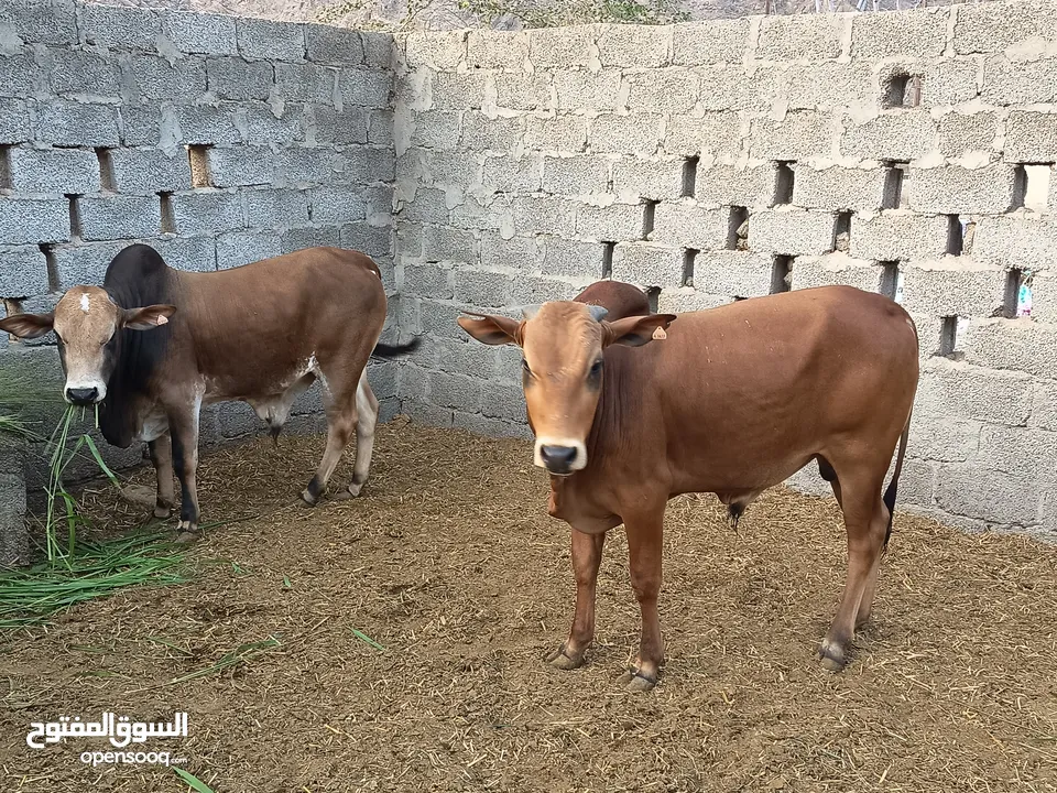 ثيران سمينات مطعومات