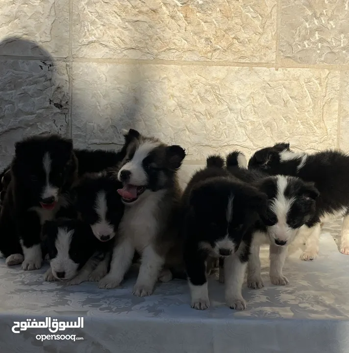 Border collie لاول مرة في الاردن