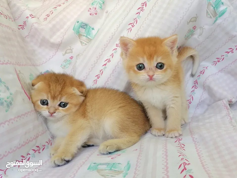 سكوتش فولد وسكوتش ستريت جولدن للبيع