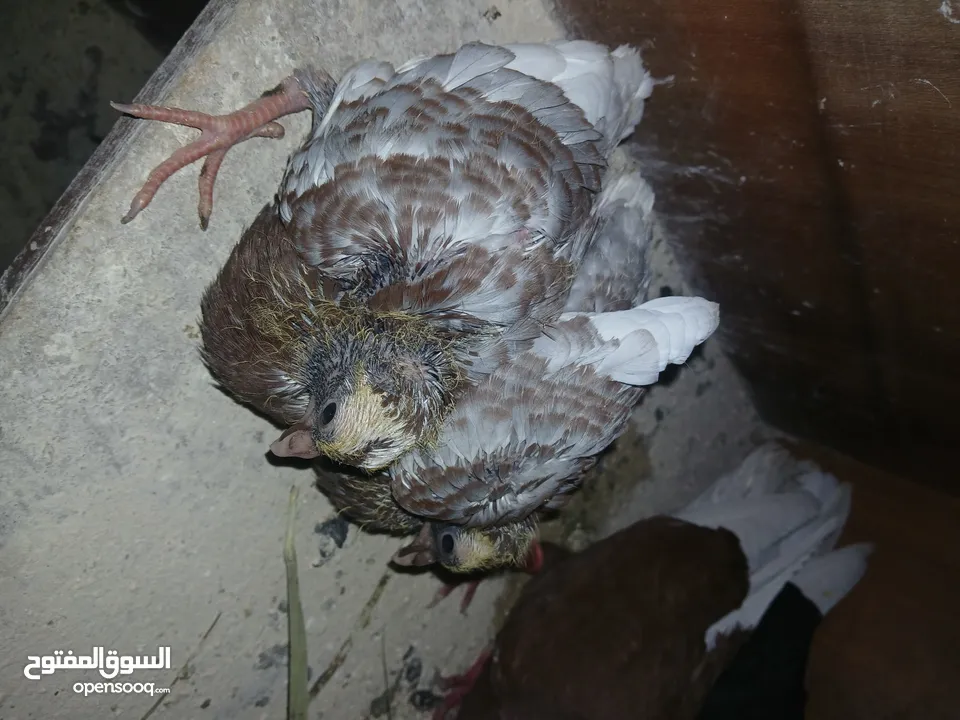 4 جواز شغاله  وفحل مكفوله للبيع دون الفراخ 35 دينار كوم