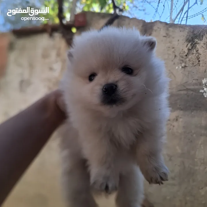 بوميريان للبيع