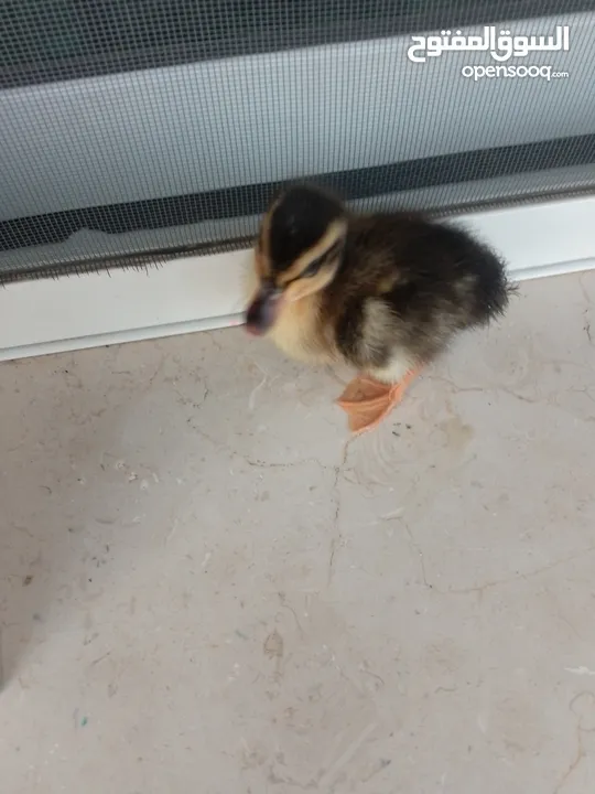 بطة صغيره مدجنه للبيع مثاليه للتربية و الهواية صحتها ممتازه و نظامها الغذائي الصحي و متوازن متو