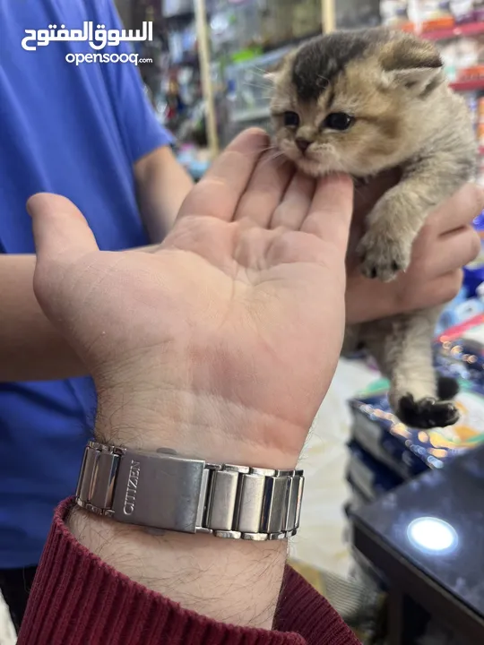 ذكر سكوتش فولد غولدن ny 24تخفيض عالمي عرض بيهز الأرض فعلي مش كلام يا بتلحق او ما بتلحق