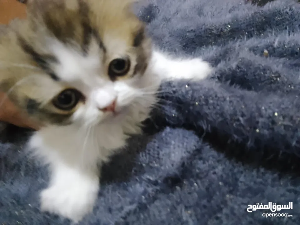 قطتين أنثى و ذكر