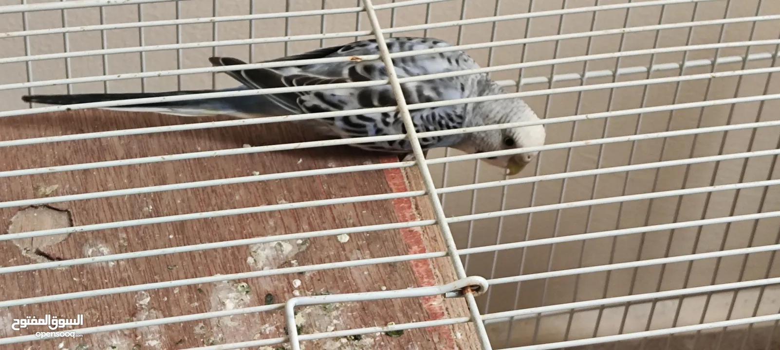 Love birds with cage and auto dispenser good condition