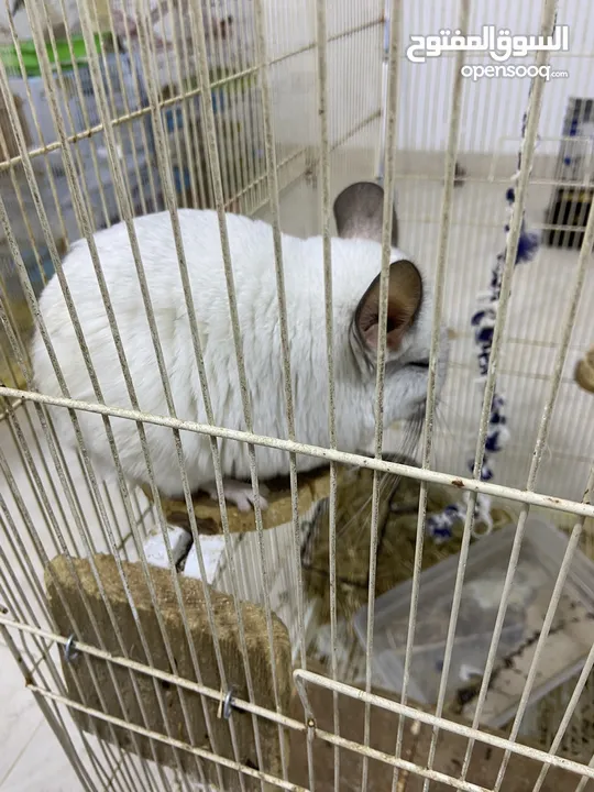 شينشيلا Chinchilla