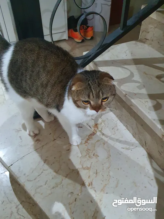 scottish fold for adoption